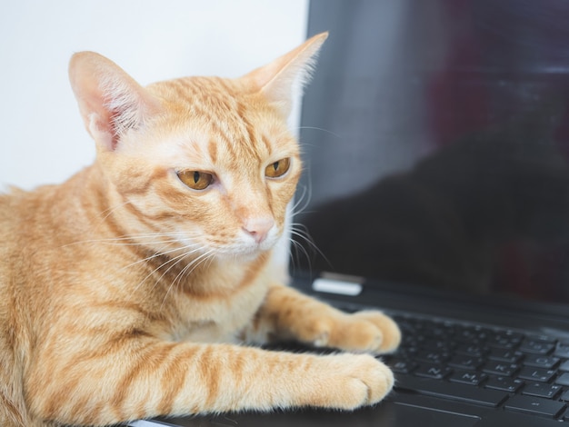 Słodki kot leżał na klawiaturze laptopa, nudząc się pracą w domu