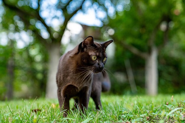 Słodki Kot Na Zewnątrz Portret Brązowego Kota Polującego Na Zielonej Trawie Kot Uważnie Przygląda Się Komuś W Letni Dzień