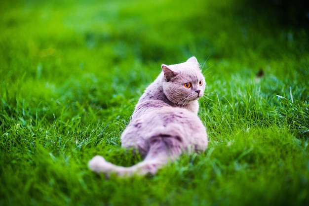 Słodki kot na zielonej trawie