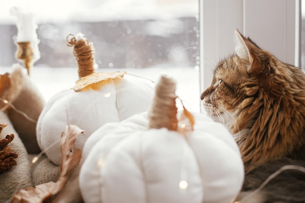 Słodki kot patrzący w okno i siedzący z dyniowymi poduszkami jesienne liście zapalają świece na przytulnym szaliku na parapecie Zwierzak i przytulna jesień w domu Uroczy pręgowany kot relaksujący się w jesiennym wystroju hygge