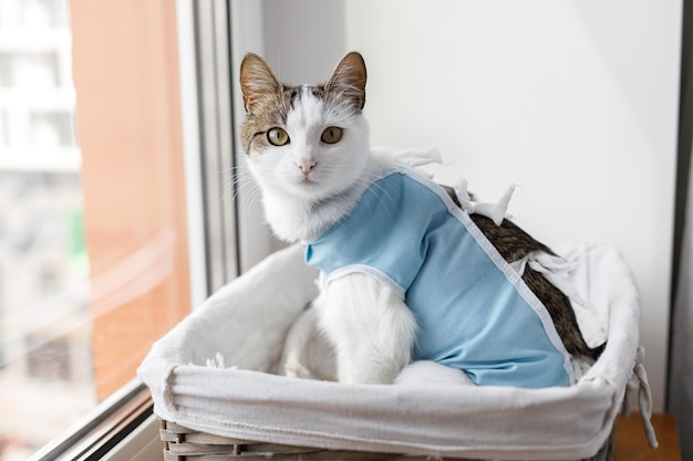 Słodki kot po sterylizacji siedzi w koszu przy oknie Opieka pooperacyjna Koncepcja sterylizacji zwierząt domowych Uroczy portret kotka w specjalnym bandażu garniturowym rekonwalescencji po operacji