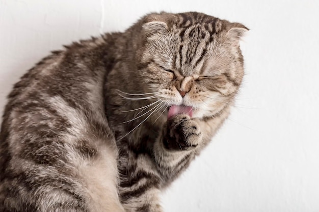 Słodki Kot Scottish Fold Myje łapę Językiem