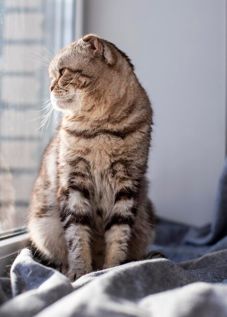 Słodki kot Scottish Fold siedzi na parapecie przy oknie