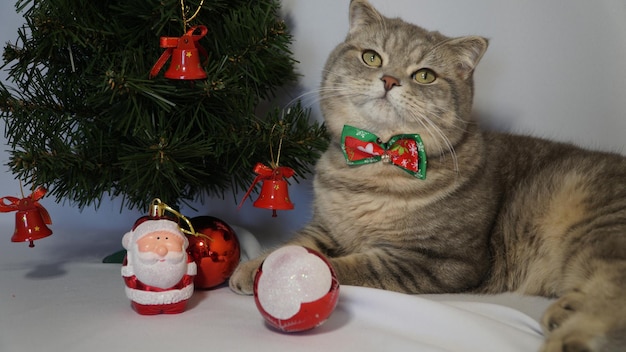 Słodki kot świąteczny Koncepcja obchodów świąt Bożego Narodzenia i Nowego Roku