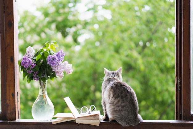 Słodki kot szkockiego prostego siedzącego i wazon z kwiatem bzu otwarta książka na parapecie vintage Szczegóły martwej natury w domu na drewnianym oknie Czytaj i odpoczywaj Koncepcja przytulnej wiosny