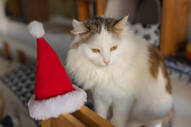 Słodki kot w czapce Świętego Mikołaja przed niewyraźnymi lampkami bożonarodzeniowymi