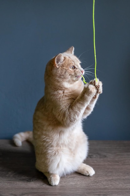 Słodki kotek stoi na tylnych łapach i gryzie zieloną linę. Kotek bawi się liną