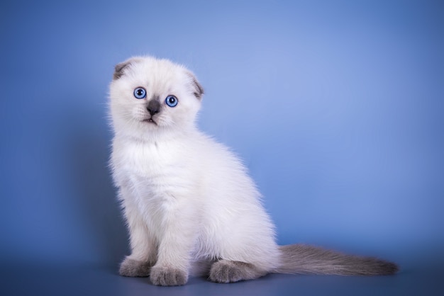 Słodki kotek szkocki zwisłouchy w kolorze srebrnym z niebieskimi oczami.