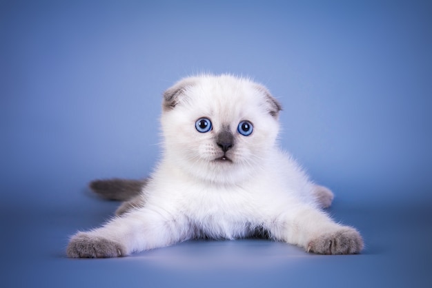 Słodki kotek szkocki zwisłouchy w kolorze srebrnym z niebieskimi oczami.