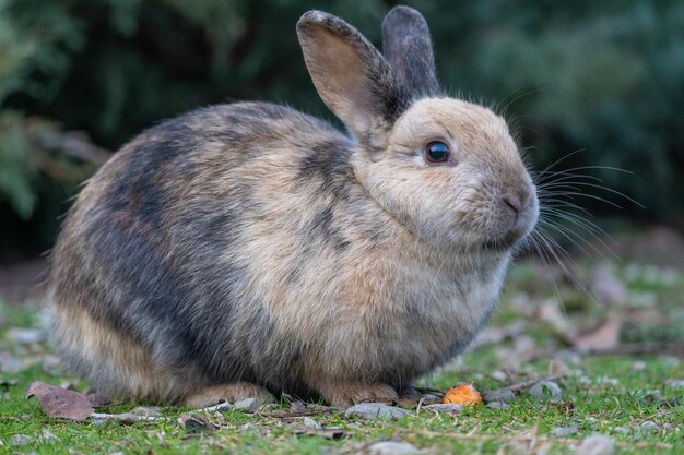 Słodki królik cieszący się naturą