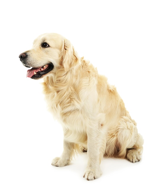 Słodki Labrador odizolowany na białym