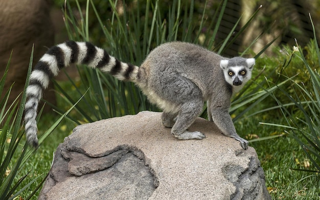 Słodki lemur siedzi na kamieniu w parku