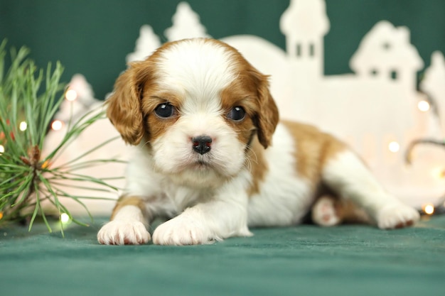 Zdjęcie słodki mały cavalier king charles spaniel szczeniak