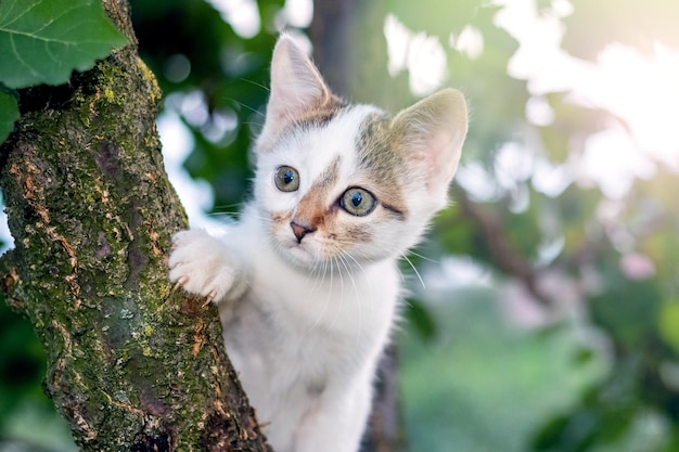 Słodki mały kotek w ogrodzie wystający zza pnia drzewa