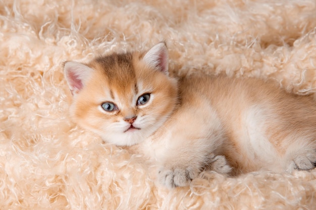 Słodki mały puszysty czerwony kotek leży na beżowym futrzanym kocu