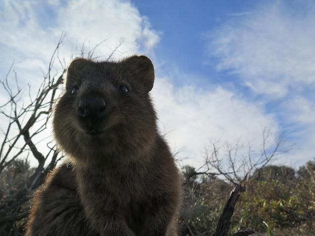 Zdjęcie słodki, mały, szczęśliwy quokka.