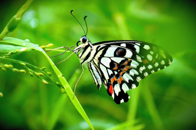 Słodki motyl na roślinie kwiatowej w tle natury