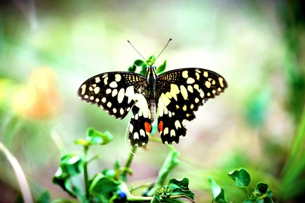 Słodki motyl na roślinie kwiatowej w tle natury