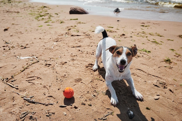 Słodki Pies Bawi Się Piłką Na Plaży W Słoneczny Dzień
