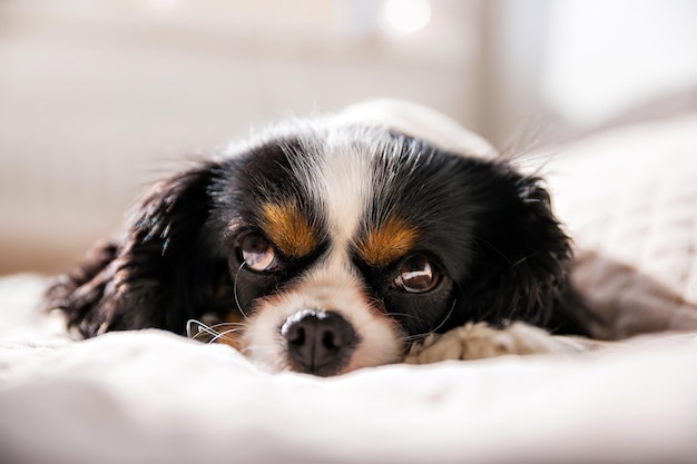 Słodki pies cavalier spaniel drzemał