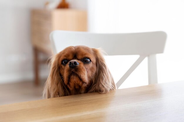 Słodki pies cavalier spaniel siedzący przy stole