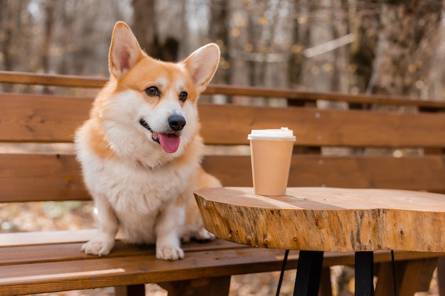 Słodki pies corgi na spacerze jesienią w kawiarni na werandzie pijący kawę Dog Friendly Cafe