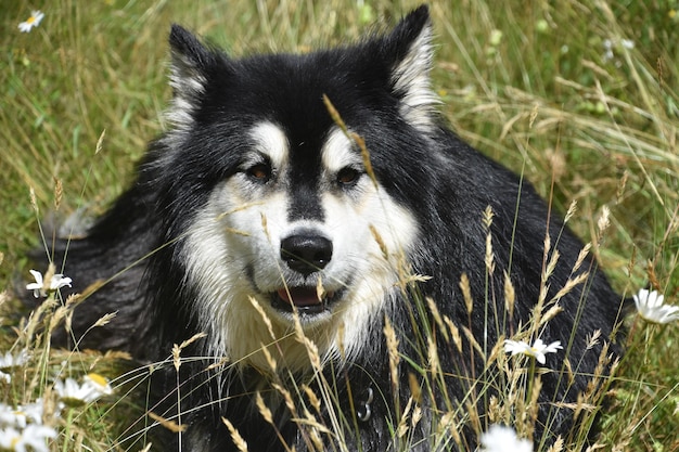 Słodki pies husky odpoczywa w wysokiej trawie i polnych kwiatach