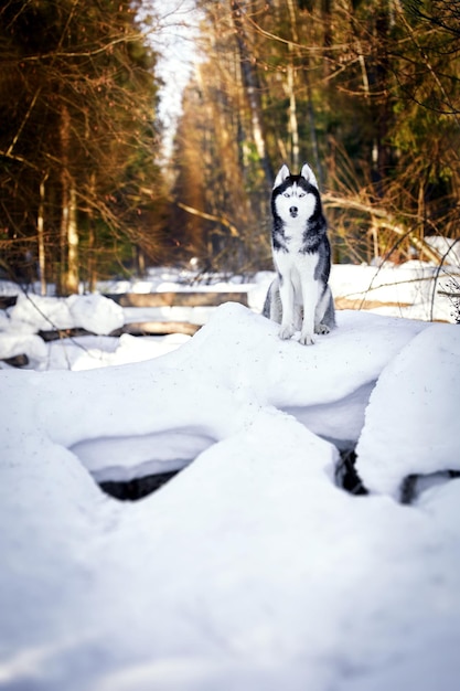 Słodki pies husky syberyjski w słonecznym zimowym lesie