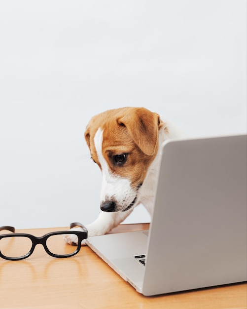 Słodki pies jack russell terrier pracujący przy stole zagląda do laptopa