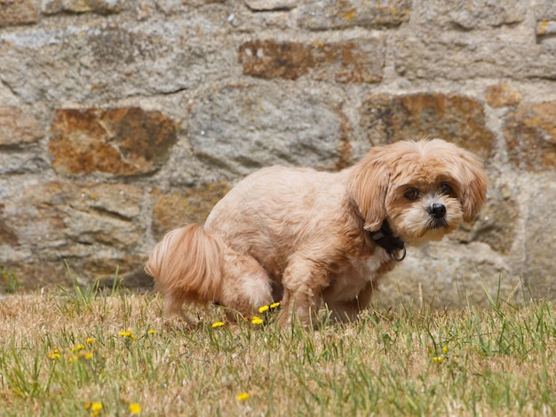 Zdjęcie słodki pies lhasa apso robi kał na trawie przed ceglaną ścianą