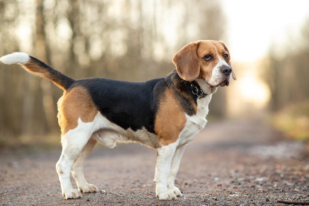 Słodki pies rasy beagle na spacerze po samotnej drodze w lesie