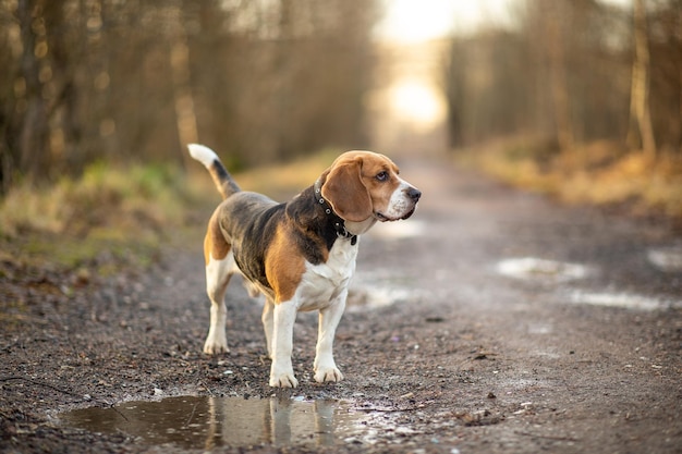 Słodki pies rasy beagle na spacerze po samotnej drodze w lesie