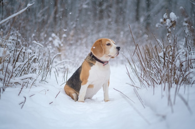 Słodki pies rasy beagle na spacerze w parku zimą podczas obfitych opadów śniegu