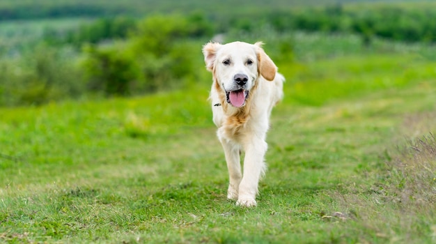 Słodki pies rasy golden retriever spacerujący po zielonej trawie z podróżującym samochodem