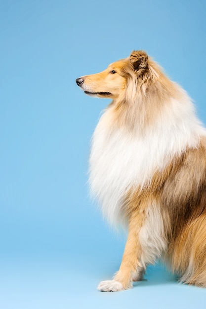 Słodki pies rasy Rough Collie na niebieskim tle