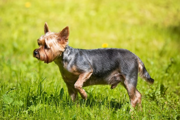 Słodki pies rasy Yorkshire Terrier bawi się na podwórku