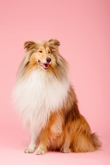 Słodki pies Rough Collie na różowym tle