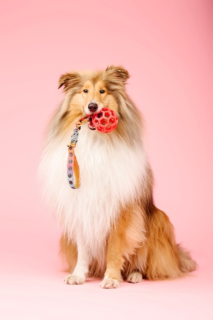 Słodki pies Rough Collie na różowym tle