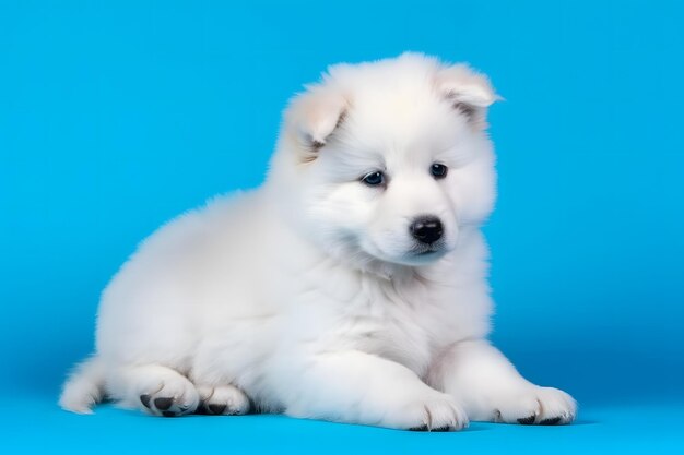 Słodki pies Samoyed na niebieskim tle Wygenerowano sieć neuronową AI