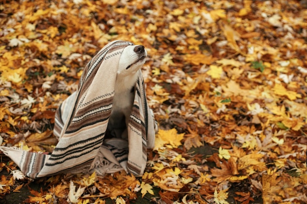 Słodki pies ukrywający się pod przytulnym kocem i pokazujący nos na tle jesiennych liści Przytulny jesienny dzień