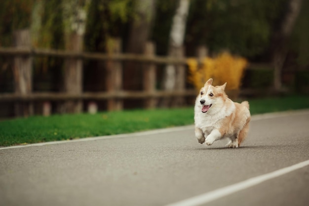 Słodki pies Welsh Corgi na zewnątrz