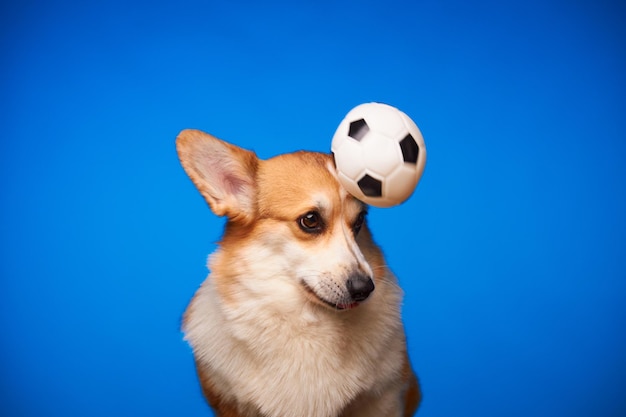 Słodki pies Welsh Corgi Pembroke bawi się piłką nożną na niebieskim tle