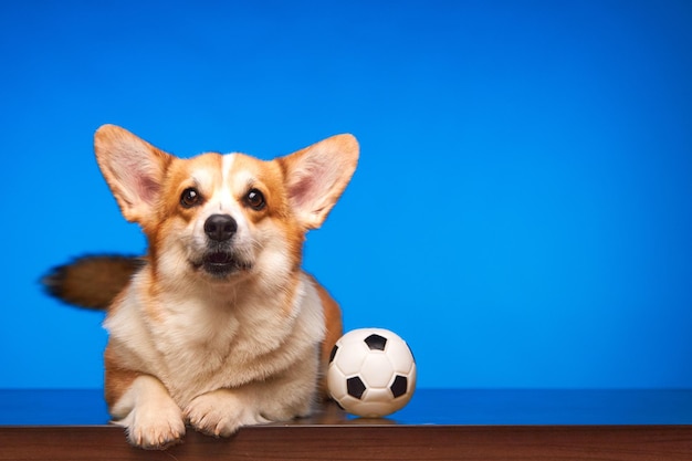 Słodki pies Welsh Corgi Pembroke jest izolowany piłką nożną na niebieskim tle