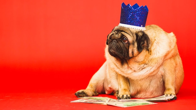 Słodki pies z koroną na głowie siedzący z banknotami dolarowymi Biznesowy mops z niebieską koroną i pieniędzmi na czerwonym tle