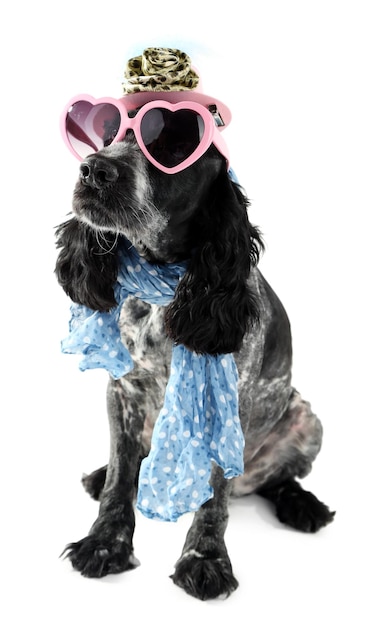 Słodki pies z okularami przeciwsłonecznymi, czapką i szalikem na białym tle
