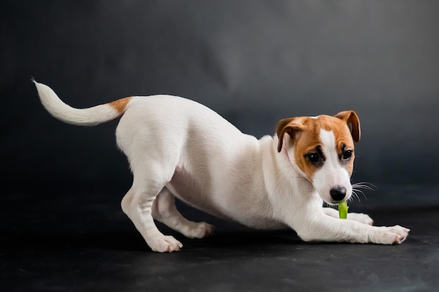 Słodki piesek nosi tulipana w ustach i radośnie się bawi Rasowy szczeniak Jack Russell Terrier zjada żółty wiosenny kwiat na czarnym tle w studio