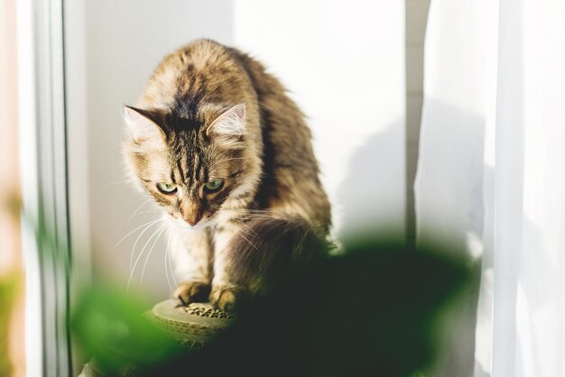 Słodki pręgowany kot siedzi na parapecie w ciepłym, słonecznym świetle wśród zielonych roślin Urocza Main coon patrząca w okno na ulicy Izolacja w domu podczas koncepcji pandemii koronawirusa