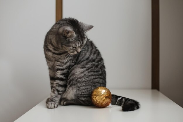Słodki pręgowany szkocki prosty kot bawiący się złotą świąteczną piłką w domu