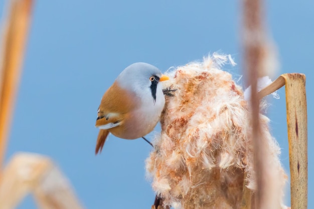 Słodki ptaszek, sikora brodaty, samiec wirówka brodaty (panurus biarmicus)