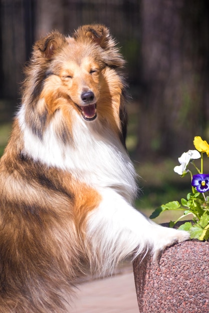 Zdjęcie słodki sheltie z kwiatami